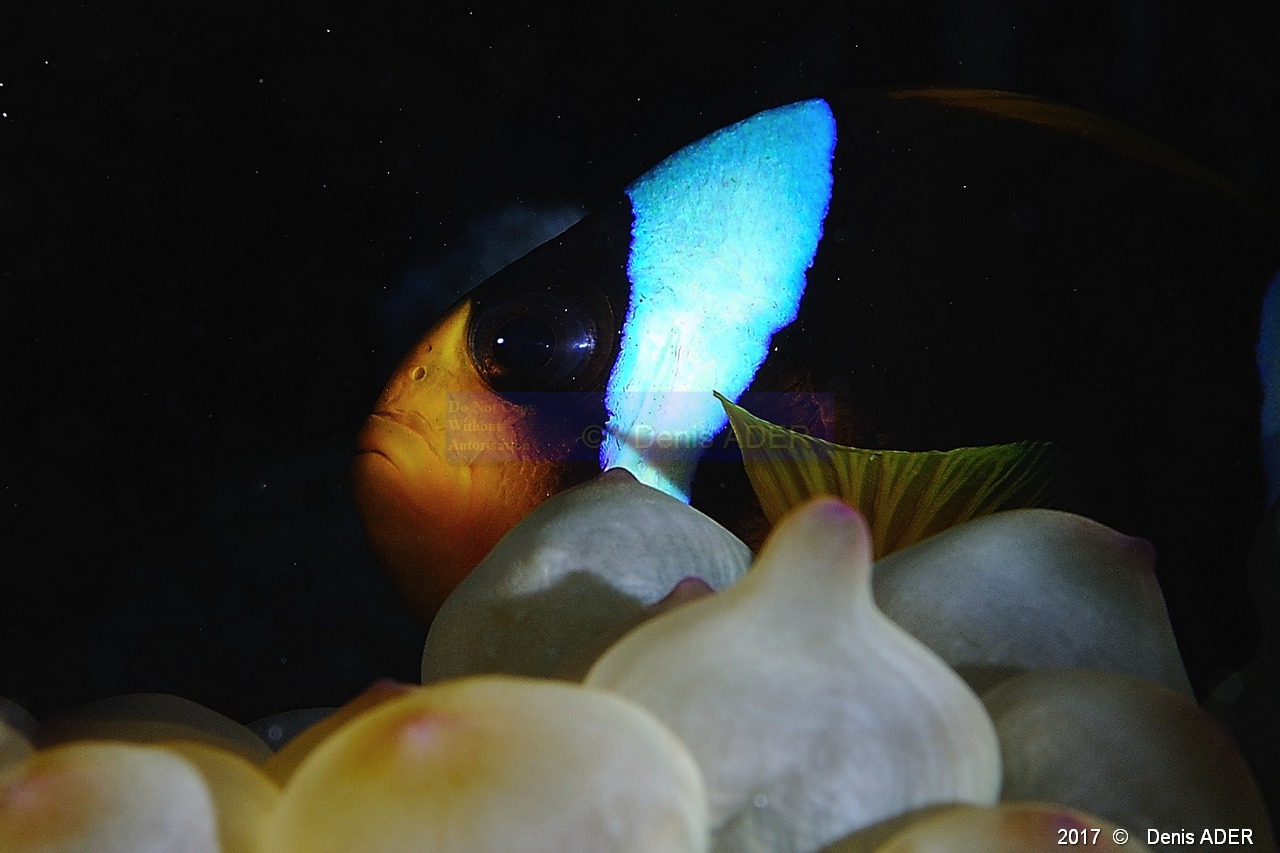 Amphiprion-bicinctus Entacmaea quadricolor-Safaga Middle reef-11m-20171124-Denis-ADER-DSC_3835_tn.jpg